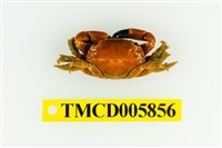 藏品(光滑綠蟹)的圖片